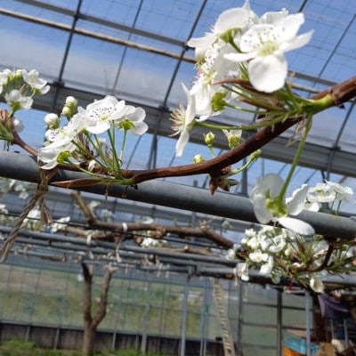 《2025年9月中旬より順次発送》 新高梨 ふわり(6玉入り)【配送不可地域：離島】