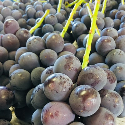 訳あり【2026年度発送分】早起き農家の直送便　ニューピオーネ2kg以上【配送不可地域：離島・北海道・沖縄県】