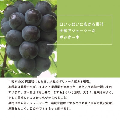【2026年先行予約】訳あり 種なし ボッケーネ(藤稔) 約2.4kg (岡山県産)【配送不可地域：離島】