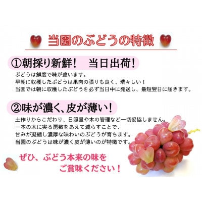 【2026年先行受付】お試しフルーツ王国岡山シャインマスカット1.2kg以上!　朝採れぶどう2～3房【配送不可地域：離島】