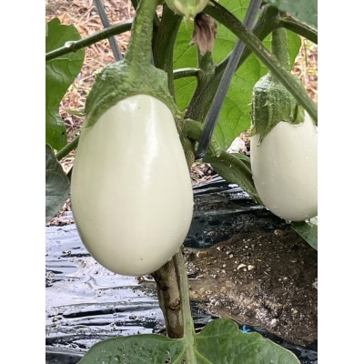 季節のおまかせ野菜セット【配送不可地域：離島】