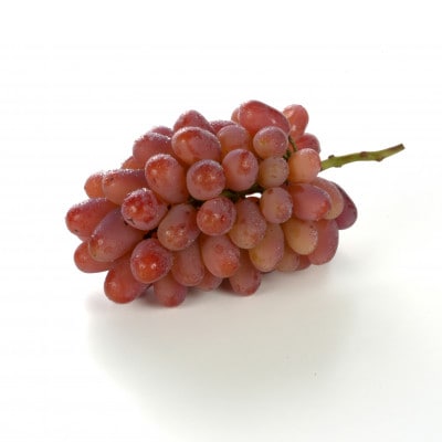 ぶどう 2026年 先行予約 紫苑 2～3房 約1.2kg 岡山県産【配送不可地域：離島】