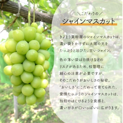 【2026年先行予約】ぶどう3品種詰合せ(シャインマスカット入)3-5房/計2.4kg～(岡山県産)【配送不可地域：離島】