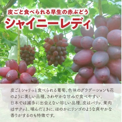 【2026年先行予約】シャイニーレディ大2房 計1.3kg～ 赤色の早生葡萄(岡山県産)【配送不可地域：離島】