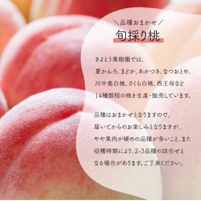 【2026年先行予約】特選品　旬採り桃　5-7玉　(岡山県産)【配送不可地域：離島】