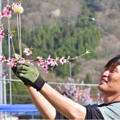 【2026年先行予約】「硬めの桃好きさん」におすすめ! 硬め桃 上級品 5-7玉(岡山県産)【配送不可地域：離島】