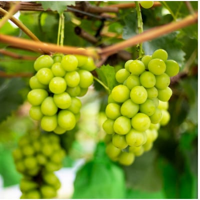 SUMU シャインマスカット・オータムハーベスト 2022(375ml)