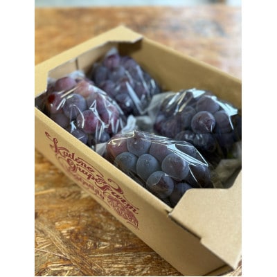 【2026年発送分】岡山県産 訳あり 朝摘みニューピオーネ 2kg(3～5房)【配送不可地域：離島】