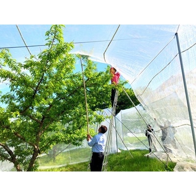 岡山県産  樹熟し白桃 5-8玉(約2kg)【配送不可地域：離島】