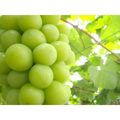 岡山県産　秋のシャインマスカット　1房【冷蔵】2026年発送【配送不可地域：離島・北海道・沖縄県】