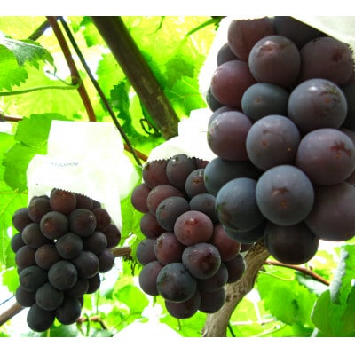 秋のニューピオーネ2房【冷蔵】2026年発送【配送不可地域：離島・北海道・沖縄県】