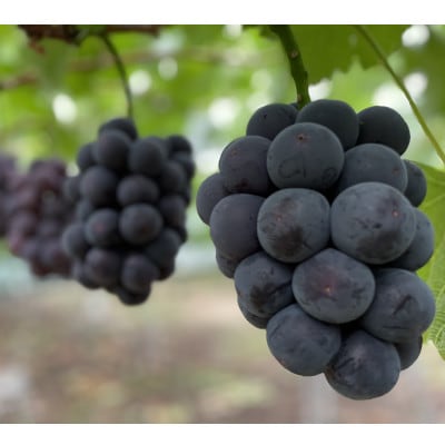 岡山県産　オーロラブラック2房【冷蔵】2026年発送【配送不可地域：離島・北海道・沖縄県】