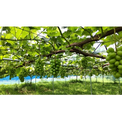 先行予約　岡山産　完熟シャインマスカット　2房　1キロ以上【配送不可地域：離島】