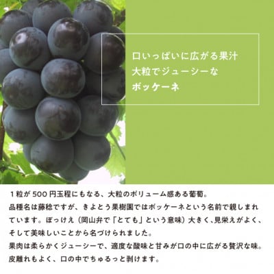 【2026年先行予約】大粒の黒葡萄「藤稔(ふじみのり)」大2房/計1.3kg～(岡山県産) ギフトに【配送不可地域：離島】