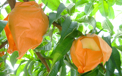 ◆先行受付◆　岡山県産　岡山白桃4～5玉　2026年発送【配送不可地域：離島・北海道・沖縄県】