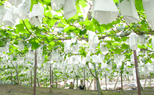 ◆先行受付◆　岡山県産　秋のニューピオーネ　2026年発送【配送不可地域：離島・北海道・沖縄県】