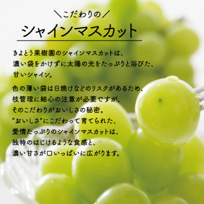 【2026年先行予約】シャインマスカット3-5房/計2kg～(岡山県産)【配送不可地域：離島】