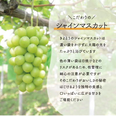 【2026年先行予約】シャインマスカット 上級品 大3-5房/計2.4kg～(岡山県産)【配送不可地域：離島】