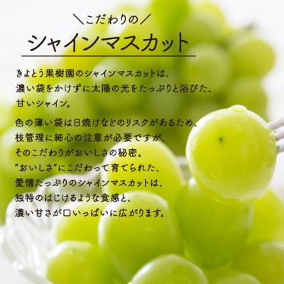 【2026年先行予約】シャインマスカット 大2房入/計1.3kg～(岡山県産)【配送不可地域：離島】