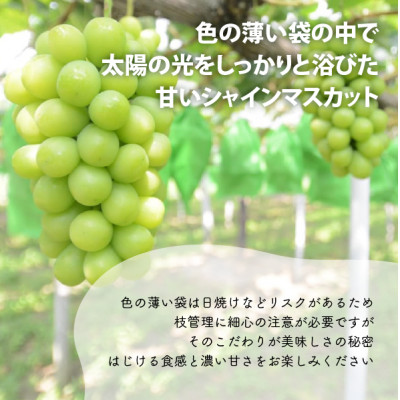 【2026年先行予約】【厳選品】大粒シャインマスカット1房/700g以上(岡山県産)【配送不可地域：離島】