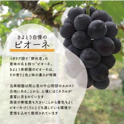 【2026年先行予約】シャインマスカット＆ピオーネ 3-5房入/計2kg～(岡山県産)【配送不可地域：離島】