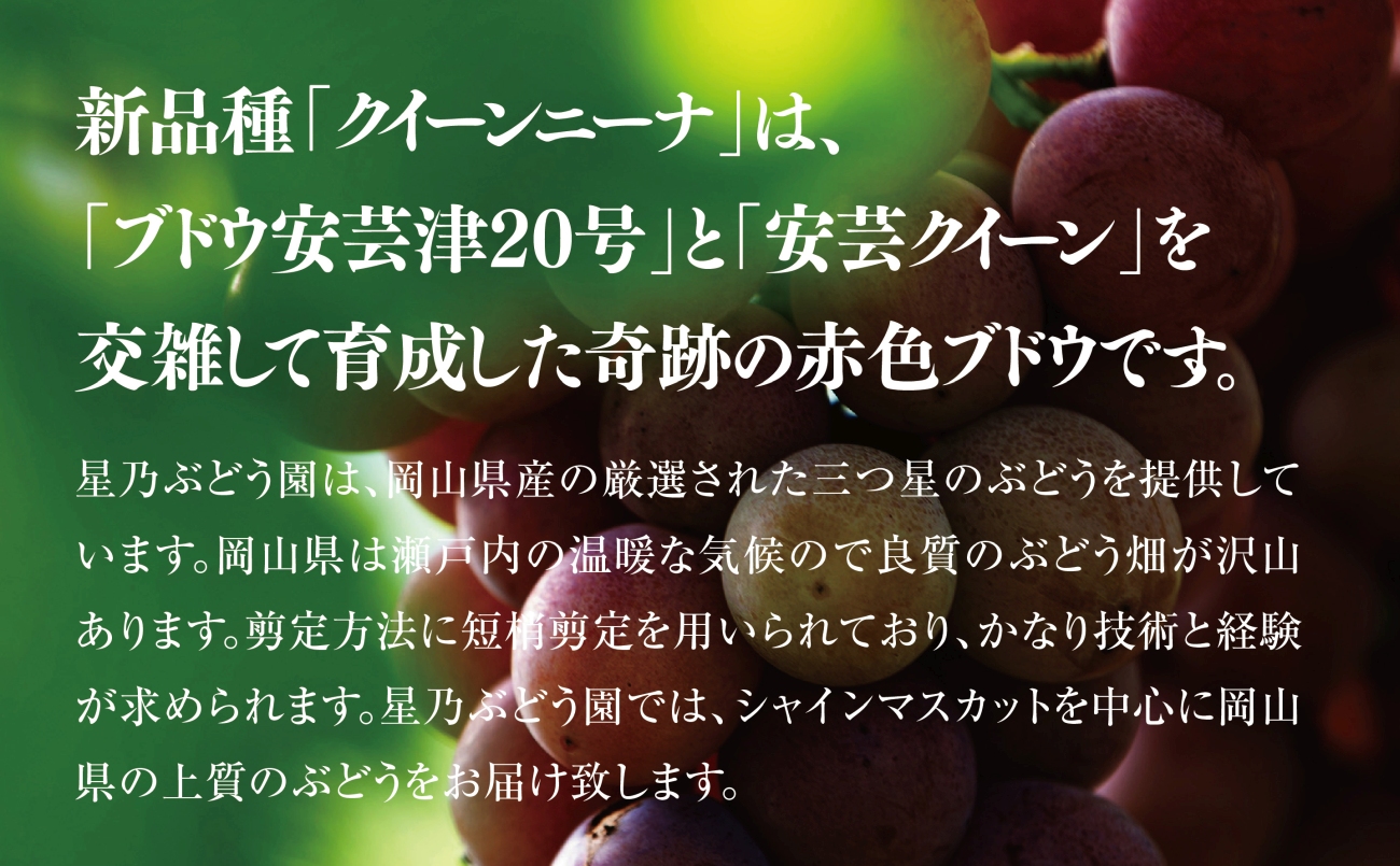 【先行受付】プレミアム星乃クイーンニーナ 数量限定 1房(700g)【配送不可地域：離島・北海道・沖縄県】