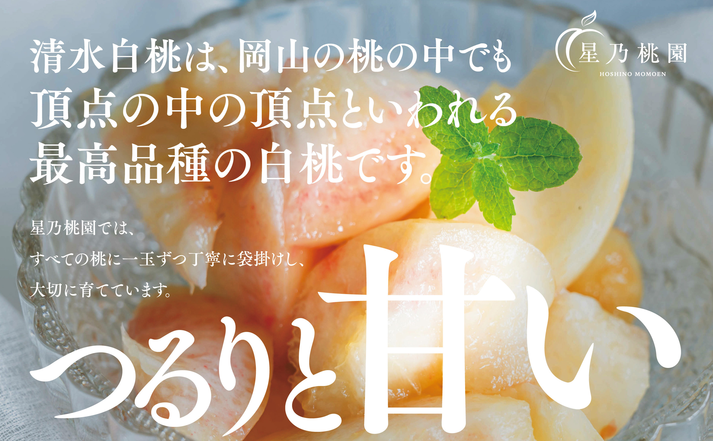 先行受付【清水白桃】岡山県産 三つ星 星乃桃園 1.5kg (5～6玉)【配送不可地域：離島・北海道・沖縄県】