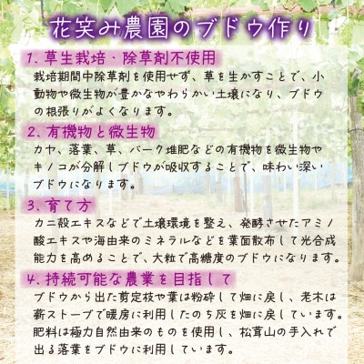 【2026年先行受付】岡山　花笑み農園の『BKシードレス』贈答用　約2kg(3～4房)　B-2上【配送不可地域：離島・北海道・沖縄県】
