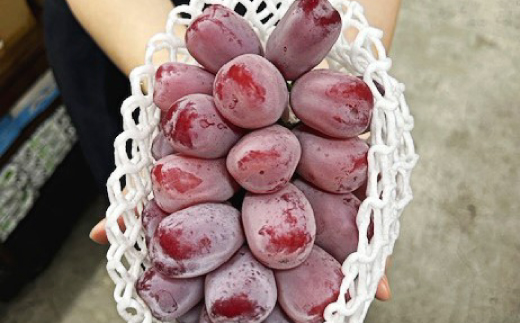 【先行受付】岡山県産　ブラックシャインマスカット 1房(600g以上)　化粧箱入り【配送不可地域：離島・北海道・沖縄県】