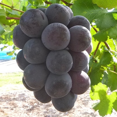 【発送月固定定期便】10～12月　大粒ぶどうの詰合せ全3回