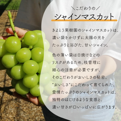 【発送月固定定期便】【2026年先行予約】シャインマスカットを楽しむ満足便/全便計3.9kg～全3回【配送不可地域：離島】