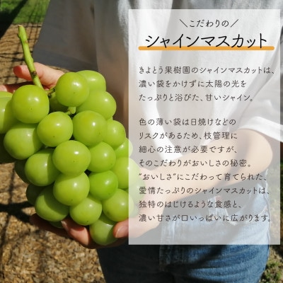 【発送月固定定期便】【2026年先行予約】シャインマスカットを楽しむ満足便/全便計4.0kg～全2回【配送不可地域：離島】