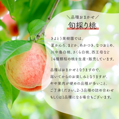 【発送月固定定期便】【2026年先行予約】桃とシャインマスカットが産地直送!ご家庭用定期便全2回【配送不可地域：離島・北海道・沖縄県】