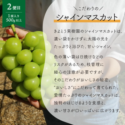 【発送月固定定期便】【2026年先行予約】藤稔とシャインマスカットの1房お試し2回便(岡山産)全2回【配送不可地域：離島】