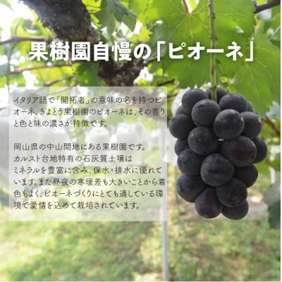 【発送月固定定期便】【2026年先行予約】ピオーネとシャインマスカットの大2房が届く(岡山産)全2回【配送不可地域：離島】