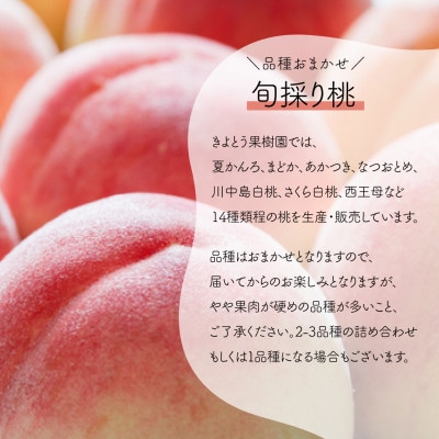 【発送月固定定期便】【2026年先行予約】量より質!桃とピオーネ＆シャインの定期便(岡山県産)全2回【配送不可地域：離島・北海道・沖縄県】