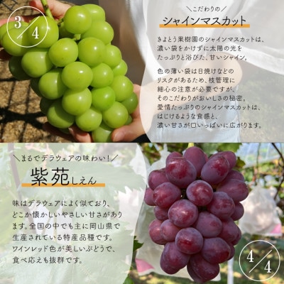 【発送月固定定期便】【2026年先行予約】お試し4回便藤稔・ピオーネ・シャイン・紫苑 /岡山産全4回【配送不可地域：離島】