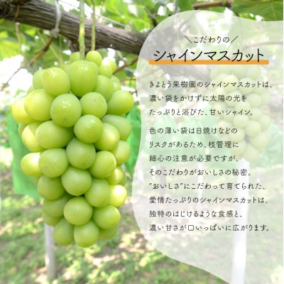 【発送月固定定期便】【2026年先行予約】シャインマスカットと紫苑の2回便(岡山県産)全2回【配送不可地域：離島】