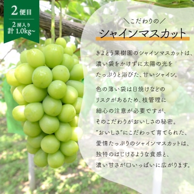 【発送月固定定期便】ピオーネとシャインマスカットお試し便 (岡山県産)全2回【配送不可地域：離島】