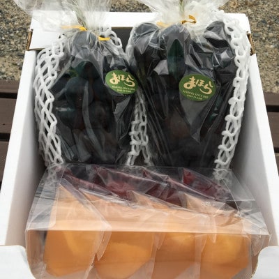 【2026年度発送分】朝採れ新鮮ピオーネ2房＆ピオーネと白桃果肉ごろっとジュレセット【配送不可地域：離島・北海道・沖縄県】