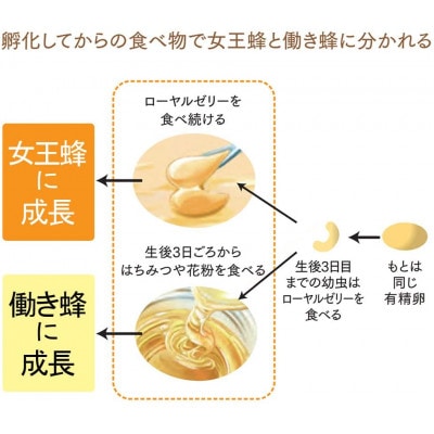 酵素分解ローヤルゼリー CoQ10(5935)