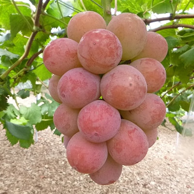 【2026年9月下旬発送】大粒ぶどう3種セット約2kg シャインマスカット ピオーネ クイーンニーナ