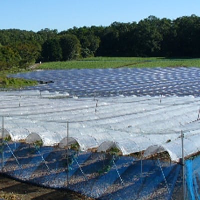 【2026年9月下旬発送】大粒ぶどう2種セット　シャインマスカットほか 2房 約1.2kg