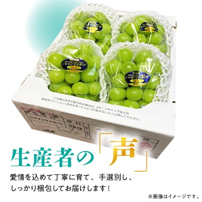 糖度!シャインマスカット!約2kg【2026年8月中旬より順次発送】ギフトにも岡山県産ぶどう!【配送不可地域：離島】