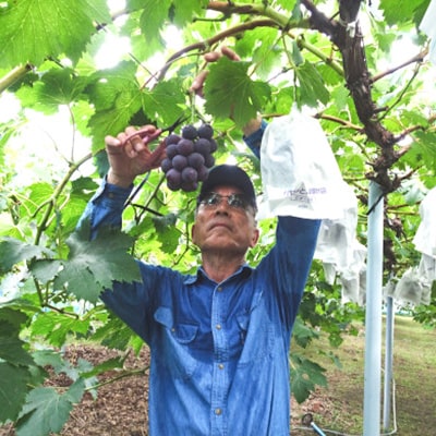 【2026年発送】岡山県産ニューピオーネ約1.2kg(2房)【配送不可地域：離島】