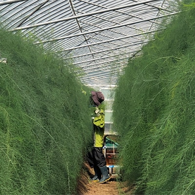 採れたて新鮮　アスパラガス　1kg【配送不可地域：離島】