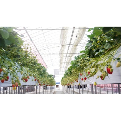 先行受付2026年1月以降発送　晴れの国おかやま新ブランド「晴苺」化粧箱入り2パック【配送不可地域：離島・北海道・沖縄県】