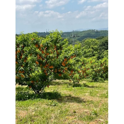 【2026年先行予約】8月上旬頃より発送予定・岡山県産・マンゴーの様な黄色い桃・黄金桃(2kg箱)【配送不可地域：離島】