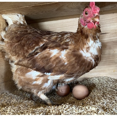 津山市産・平飼い卵25個+割れ保証5個