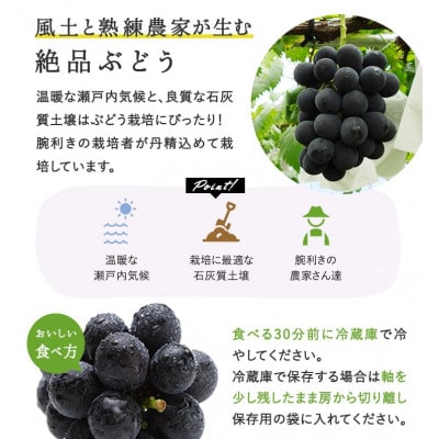 【先行受付】岡山県産 ぼっけえ大粒ニューピオーネ1房(800g以上) 化粧箱入り【配送不可地域：離島・北海道・沖縄県】